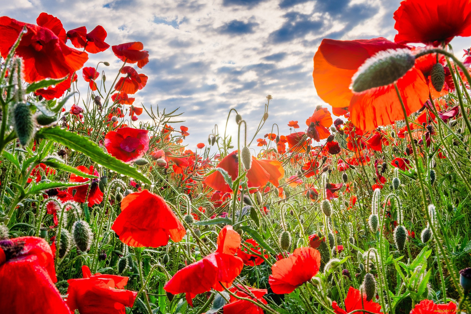 16 июля день. Remembrance Day Маковое поле. Маковый день. С днём рождения Маковое поле. Маки в Ленобласти.